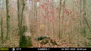 Turkey on the trail cam