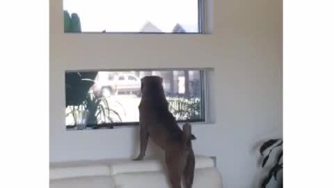 Dueña de un perro solo llama la atención de su cachorro con una palabra específica