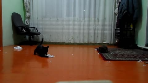 Cute Cats Enjoying Playtime