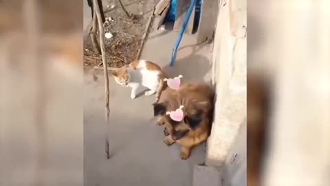Crazy Funniest Animals Life Video