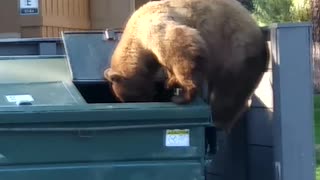 Brown Bear Dumpster Diving in South Lake Tahoe