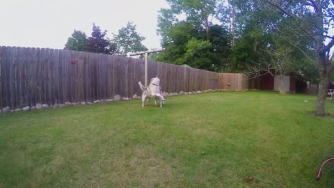 Trio of Huskies enjoy pool party together