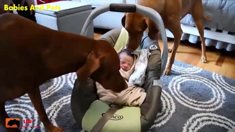 Funny baby and Vizsla dog playing together - Very beautiful video