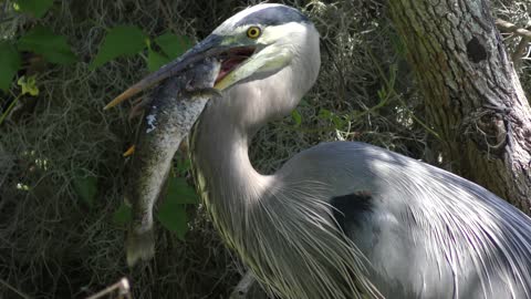 Great Blue Heron with a large catfish