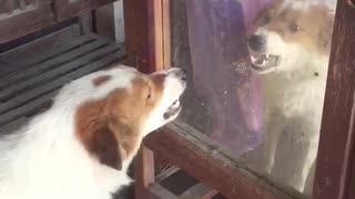 Doggy Meets its Match in the Mirror