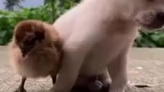 Sleeping dog fall down on his friend sparrow!watch funny