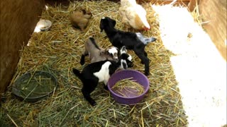 Funny Bunny, and Ruby the chicken, hanging out with the "kids"