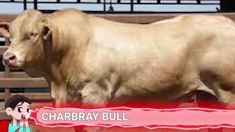 15 Abnormally Strong Bulls That Actually Exist