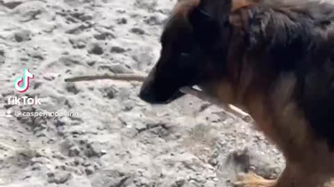 My happy dog at the beach