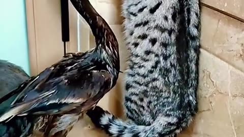 Cat and duck fight video """Funny Video 😅😂🤣🐈"""