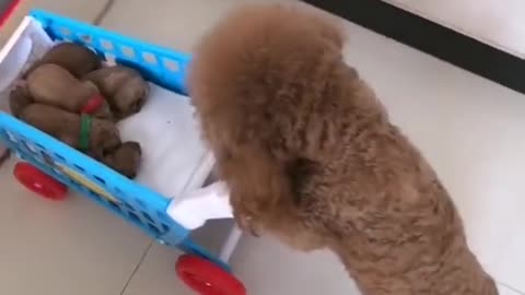 A dog who likes shopping