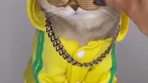 Swag 😎 cat funny video 🤣 New cat funny video
