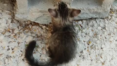 Small cats playing | so cute |