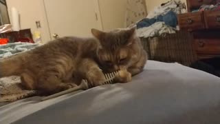 Nikki says hell with your comb Human!