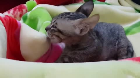 Orphan kitty love the blanket as his mommy milk