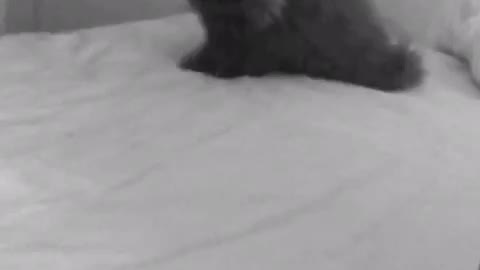 Adorable persian kitten going crazy during playtime