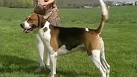 ✔😵15 Rarest Dog Breeds in the World>>