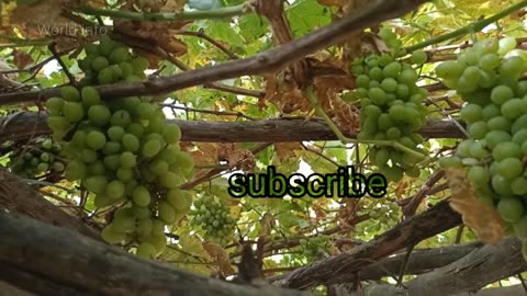 muskmelon plant growth 2020 | How many cantaloupes will one plant produce?| Musk melon cultivation