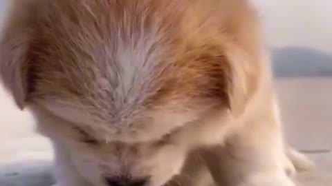 Cute and Funny Dog Videos