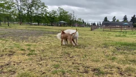 German shepherd attack, dog attack, dog play