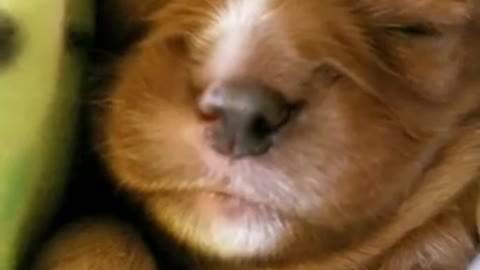 Cute puppy sleeping and dreaming+