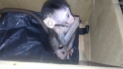 Cute monkey child sucking thumb