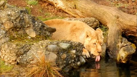 Lion Drink