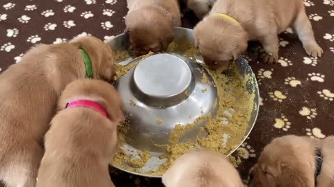 10 cute puppy eating meal