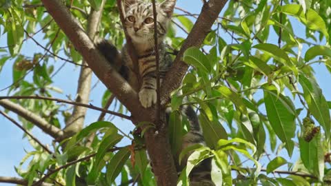 cat stuck in a tree