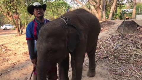 กว่าจะได้เวียน....#วันมาฆบูชา บัวบานและเพื่อนๆเวียนเทียน bua ban elephant