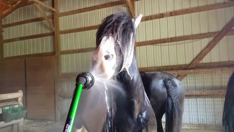 Funny horse uses hose as a Waterpik