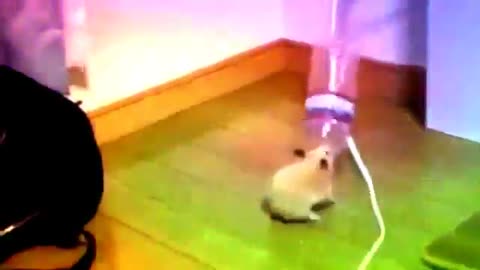 Hamster techno dance funny
