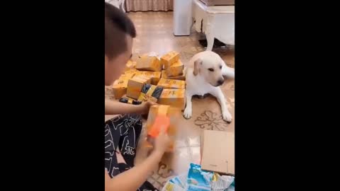 Best funny animals Cute puppy