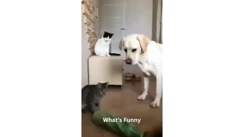 Funniest Animal Video