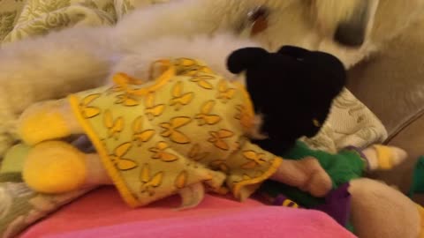 Poodle loves playing with favorite toy