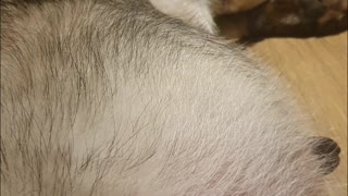 German Shepherd Puppy Moving Inside His Mommy Tummy