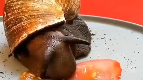 Snail eats tomatoes