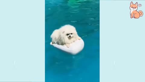 Little cute white puppy enjoying floating in a pool