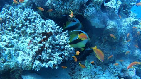 Fish swimming in the Red Sea, colorful fish, Eilat Israel 1