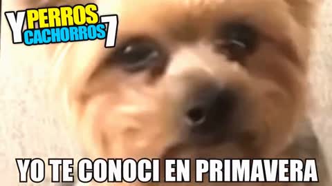 Perros y cachorros graciosos #2🐶