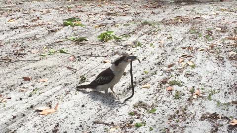 Kookaburra Chuckles After Catching a Snake for Lunch