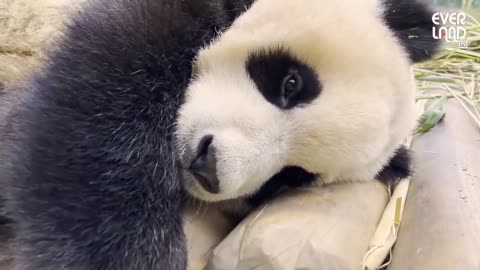 What if you asked Fu Bao, a sleepy fanchun, to go home #Panda FuB