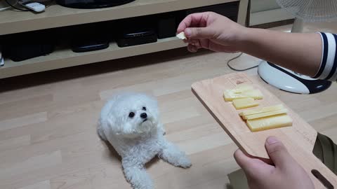Dog waiting for the snack