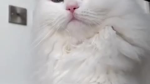 Beautiful --funny cats video