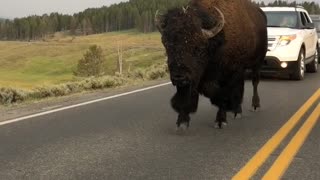 Bison in Yellowstone National Park