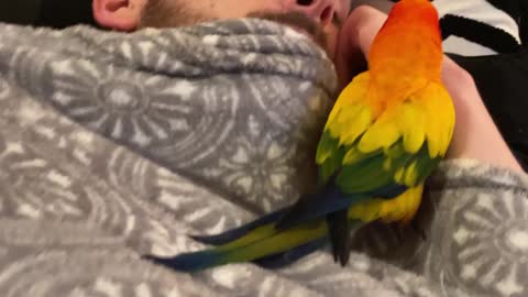 Parrot tries to wake dad up from a nap