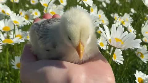 Baby Birds❤️|Singing Bird🤩|Beautiful Birds|Nature And Wildlife Video|#shorts #birds #cute #nature