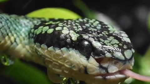 Cute snake green crazy angry