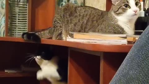 Unreal reaction of a cat to a cat attack.