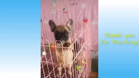 Funny cute Cat | Funny cats reaction | Funny cat and dog | OMG So cute cats
